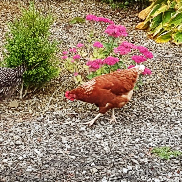Chicken