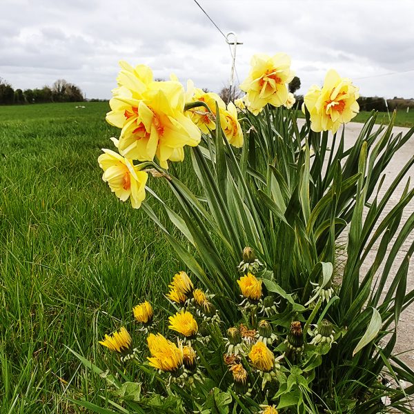 Daffodils