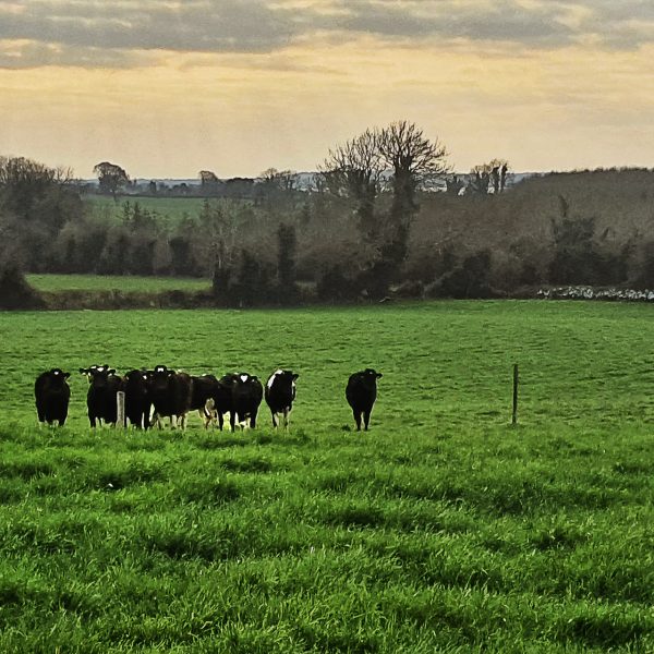 Cows